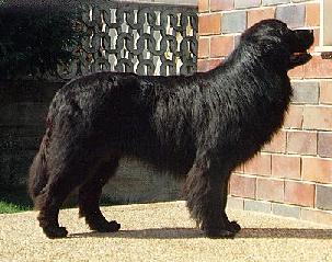 Terre-Neuve.jpg (21364 octets)