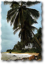 kribi.jpg (9623 octets)